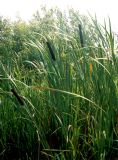 Typha latifolia