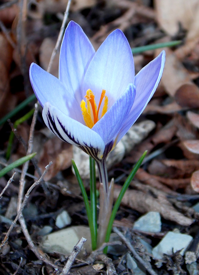 Изображение особи Crocus reticulatus.