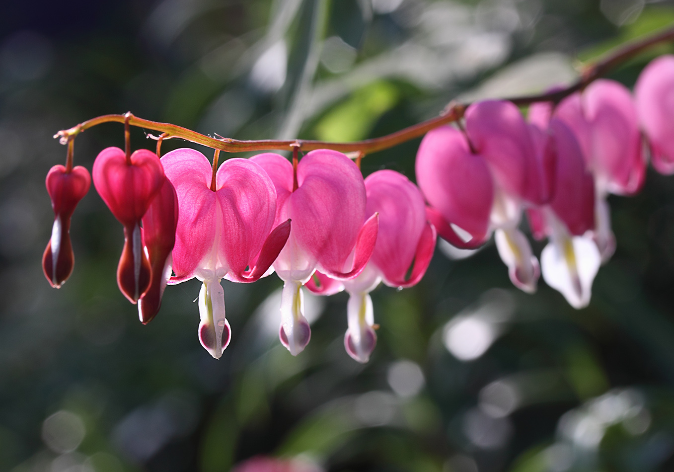 Изображение особи Dicentra spectabilis.