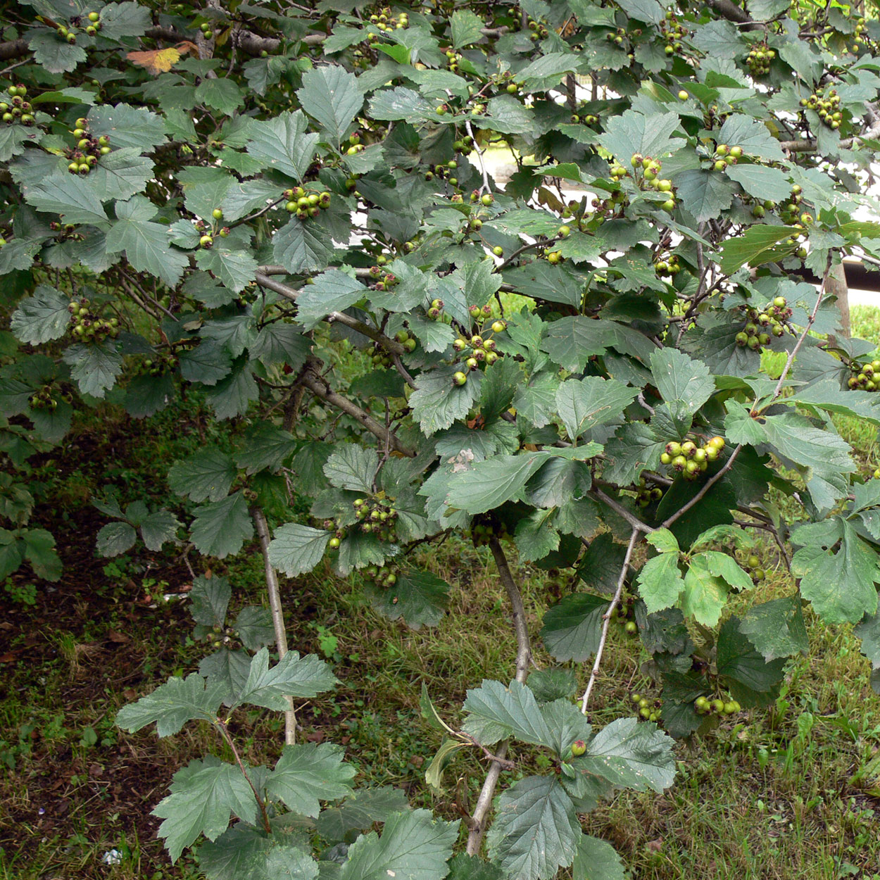 Image of Crataegus chlorosarca specimen.