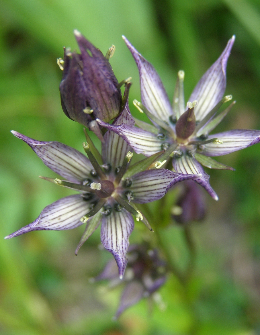 Image of Swertia stenopetala specimen.