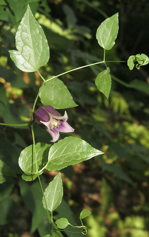 Изображение особи Clematis fusca.