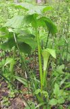 Arisaema amurense