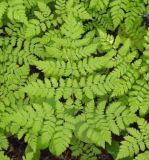 Dryopteris amurensis