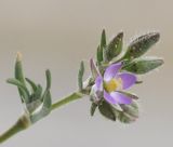 Spergularia rubra