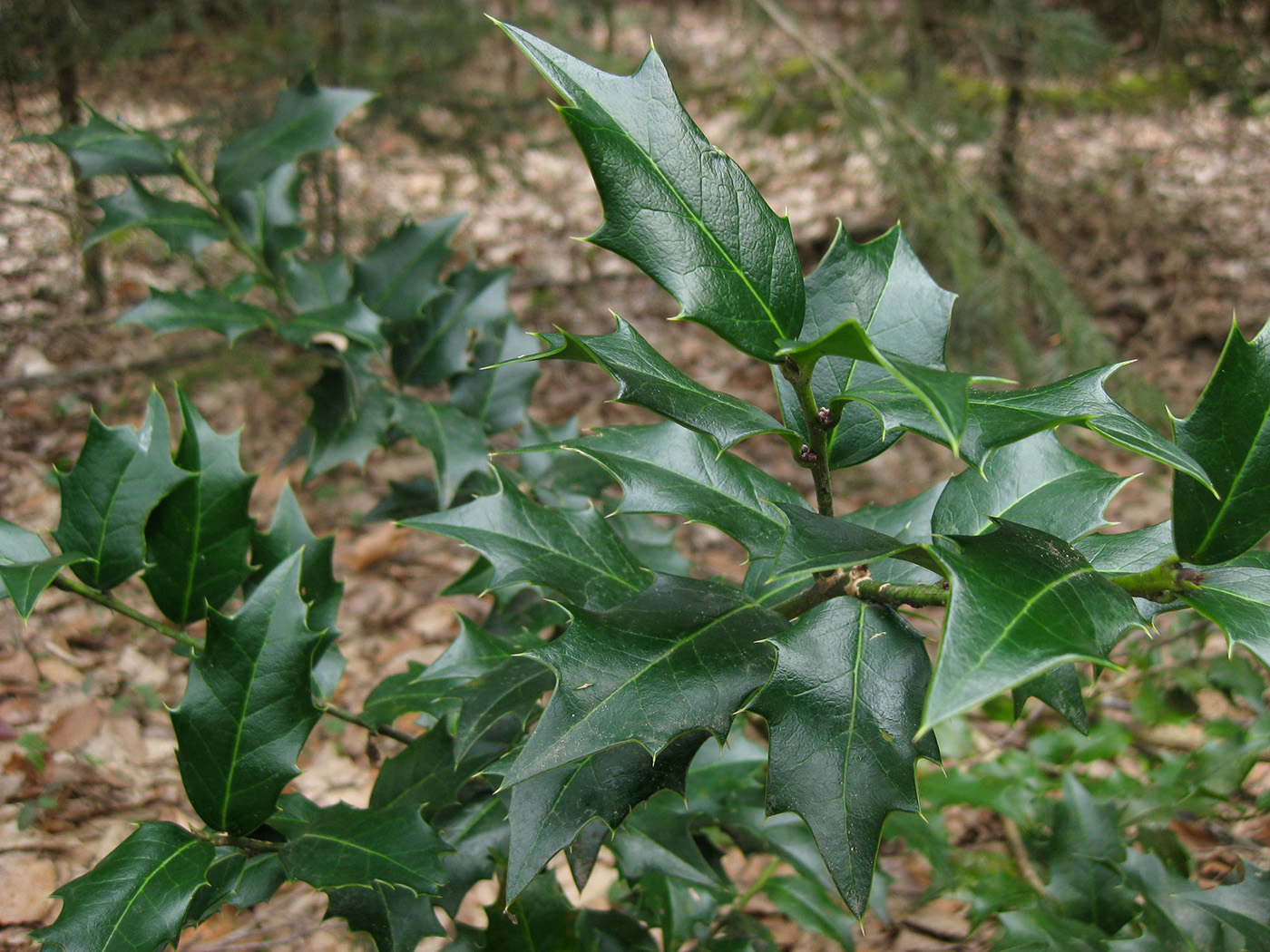 Image of Ilex colchica specimen.