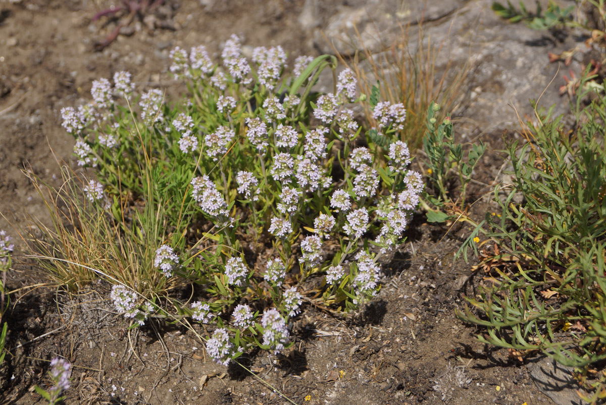 Изображение особи Thymus marschallianus.