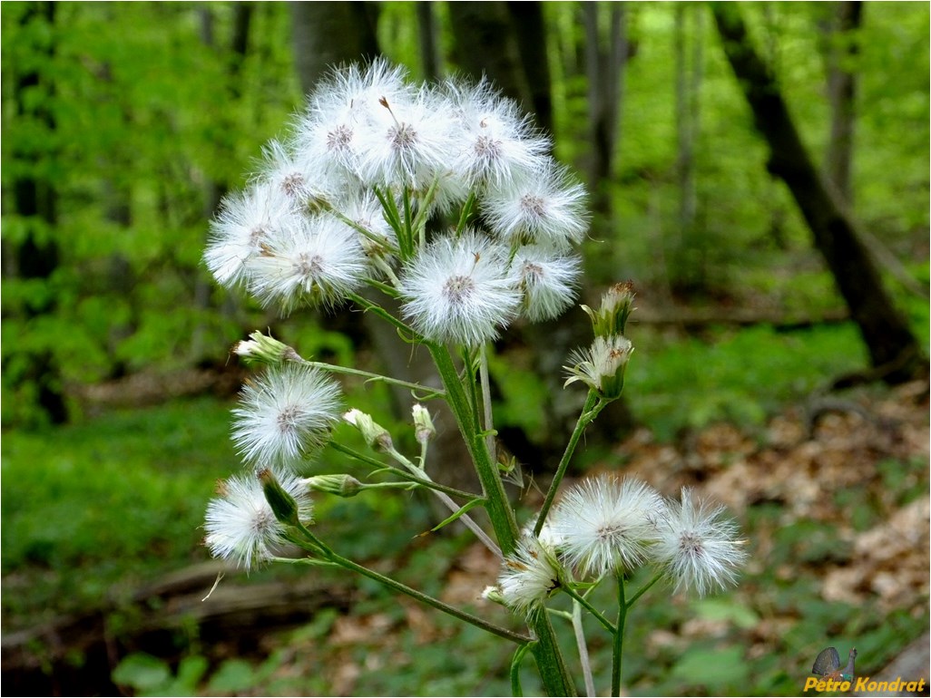 Image of Petasites albus specimen.