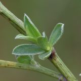 Genista scythica. Средняя часть побега. Ростовская обл., Неклиновский р-н, Фёдоровское с/п, дол. р. Мокрый Еланчик, на каменистом склоне. 13.05.2017.