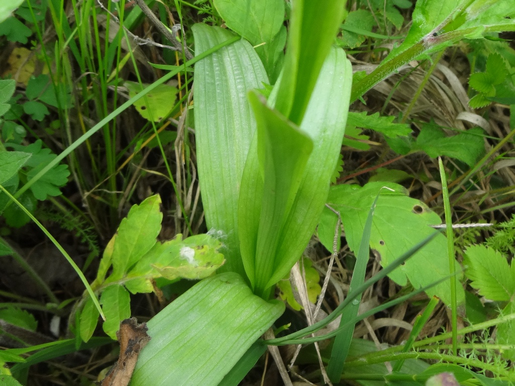 Изображение особи Neotinea tridentata.