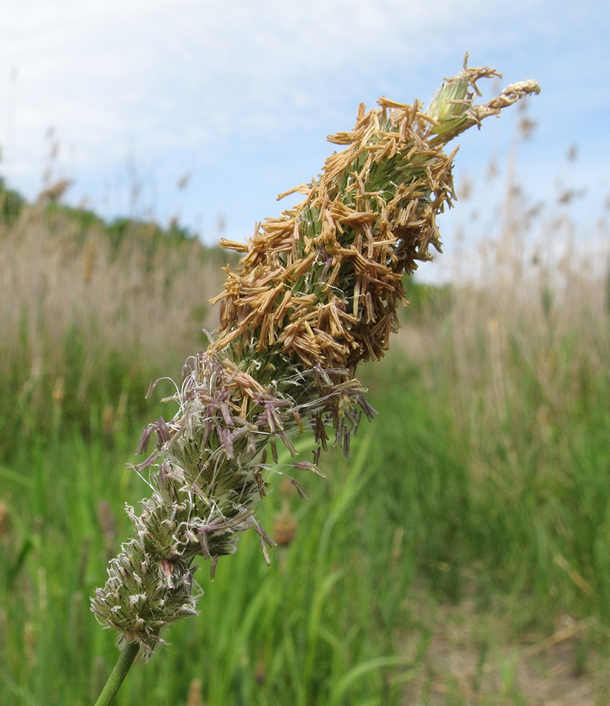 Image of Alopecurus arundinaceus specimen.