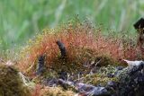 Ceratodon purpureus