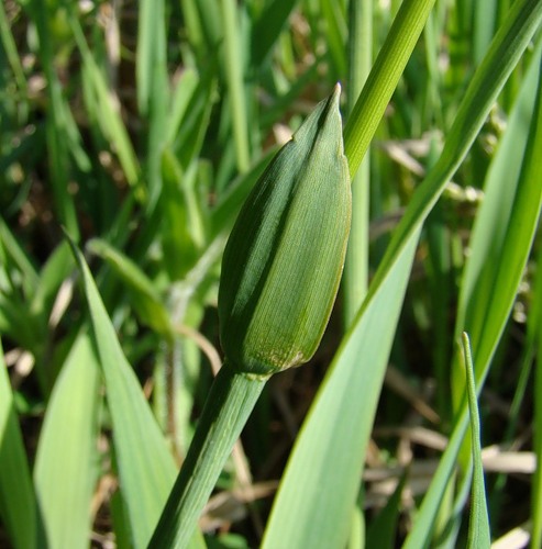 Image of Hierochloe repens specimen.