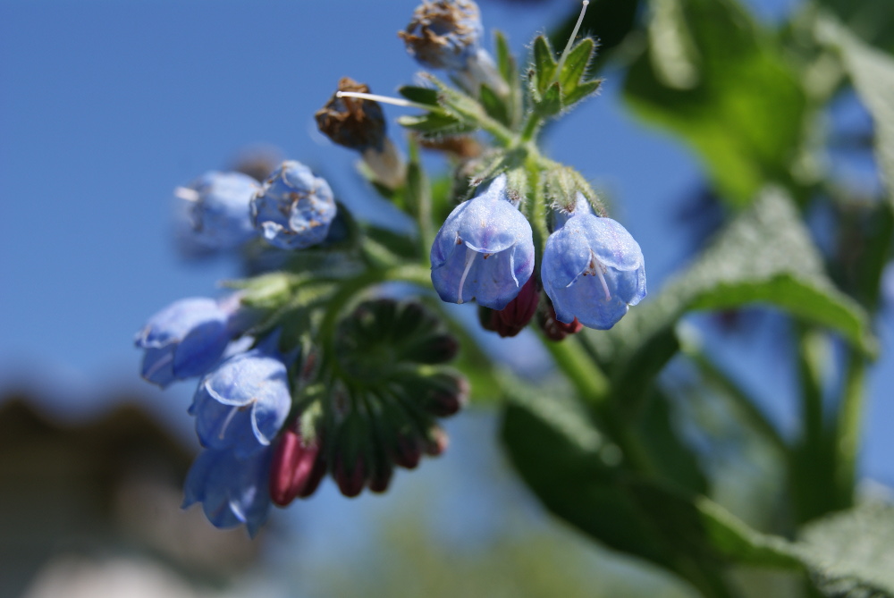 Изображение особи Symphytum caucasicum.