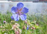 Geranium pratense. Цветок. Марий Эл, г. Йошкар-Ола, берег р. Малая Кокшага. 22.06.2017.