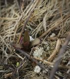 Plantago major