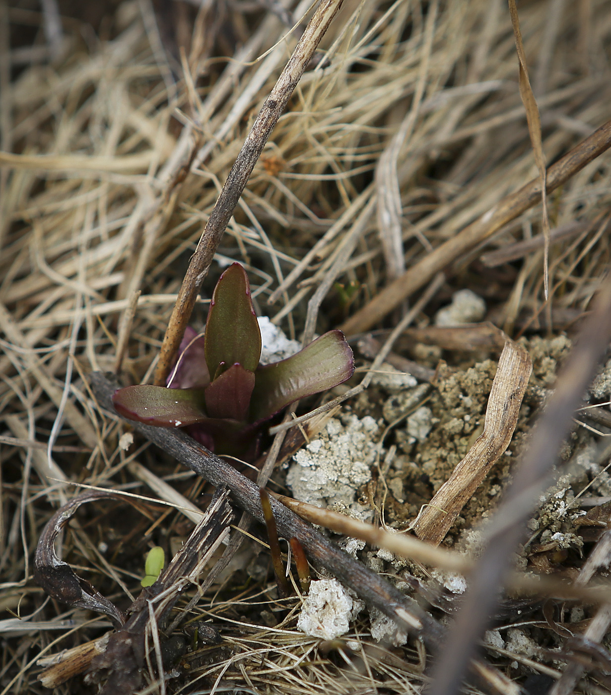 Image of Plantago major specimen.