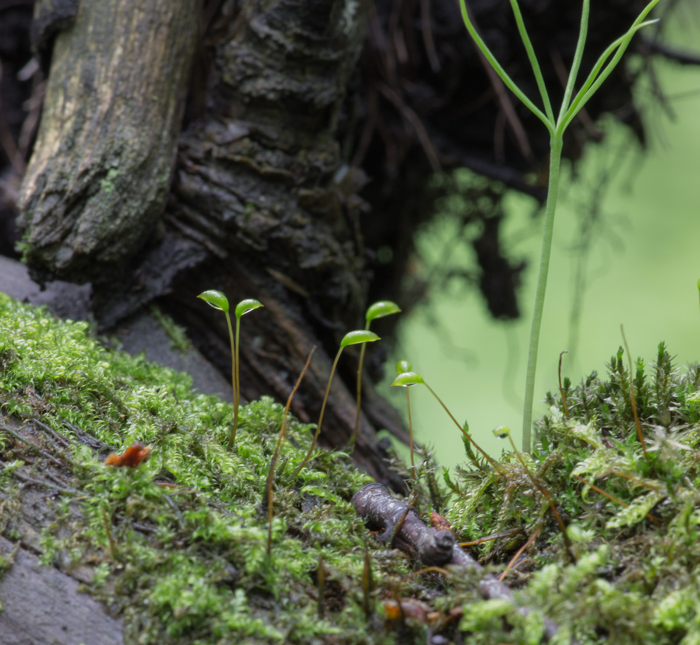 Изображение особи семейство Brachytheciaceae.