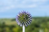 Echinops tataricus