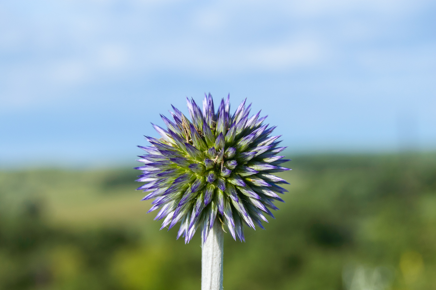 Изображение особи Echinops tataricus.