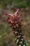 Pedicularis alberti