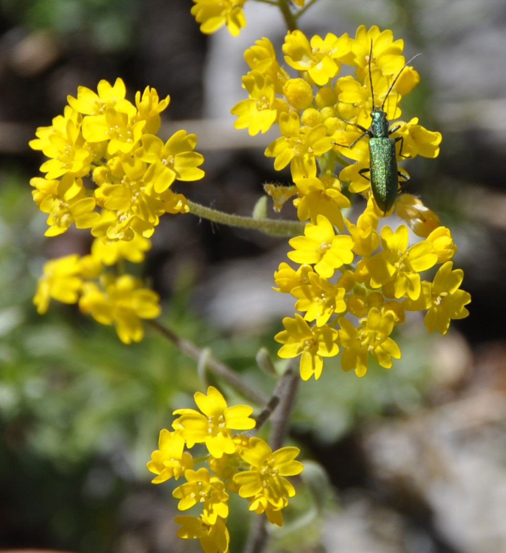 Изображение особи Aurinia corymbosa.