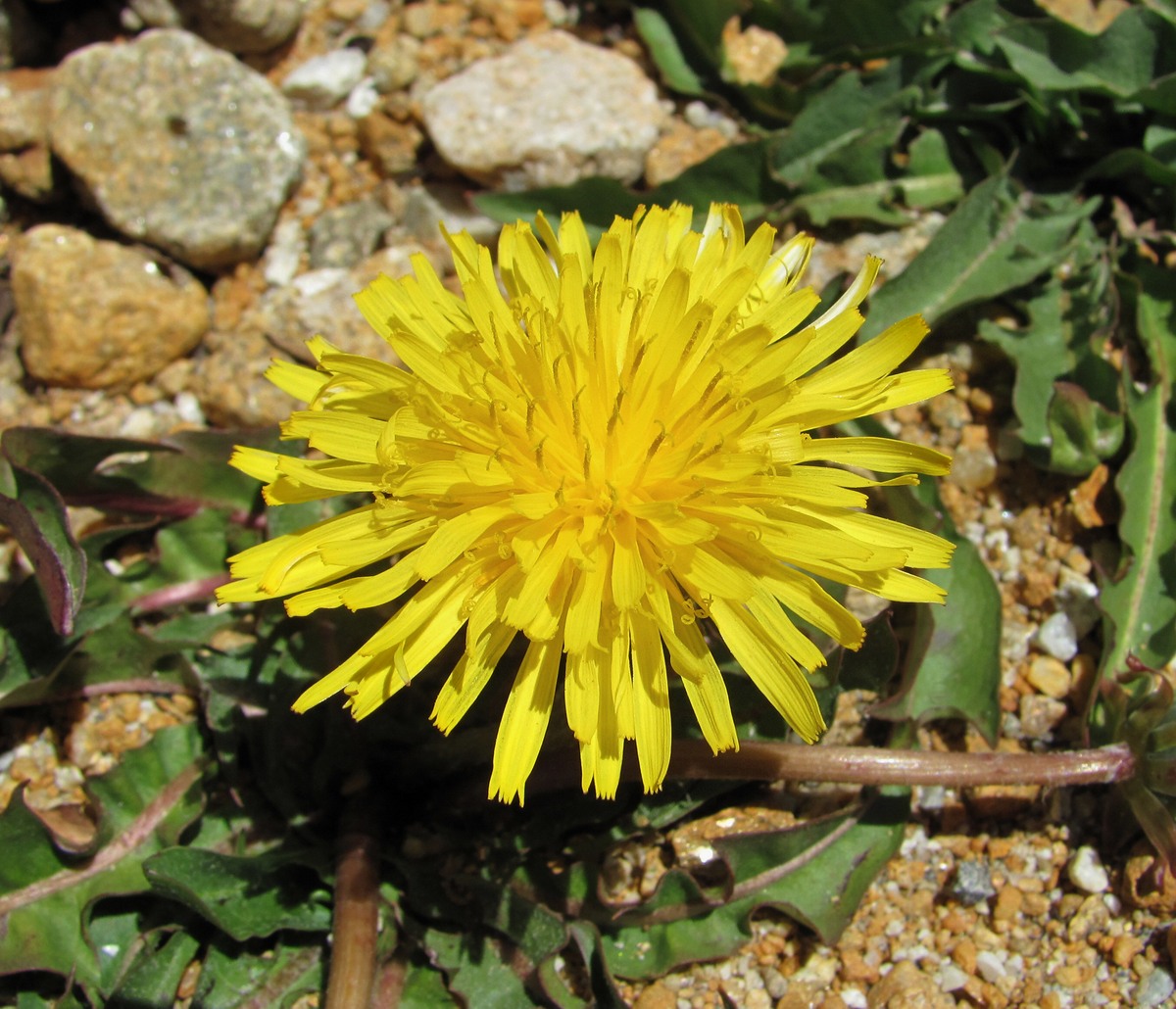 Image of Taraxacum confusum specimen.