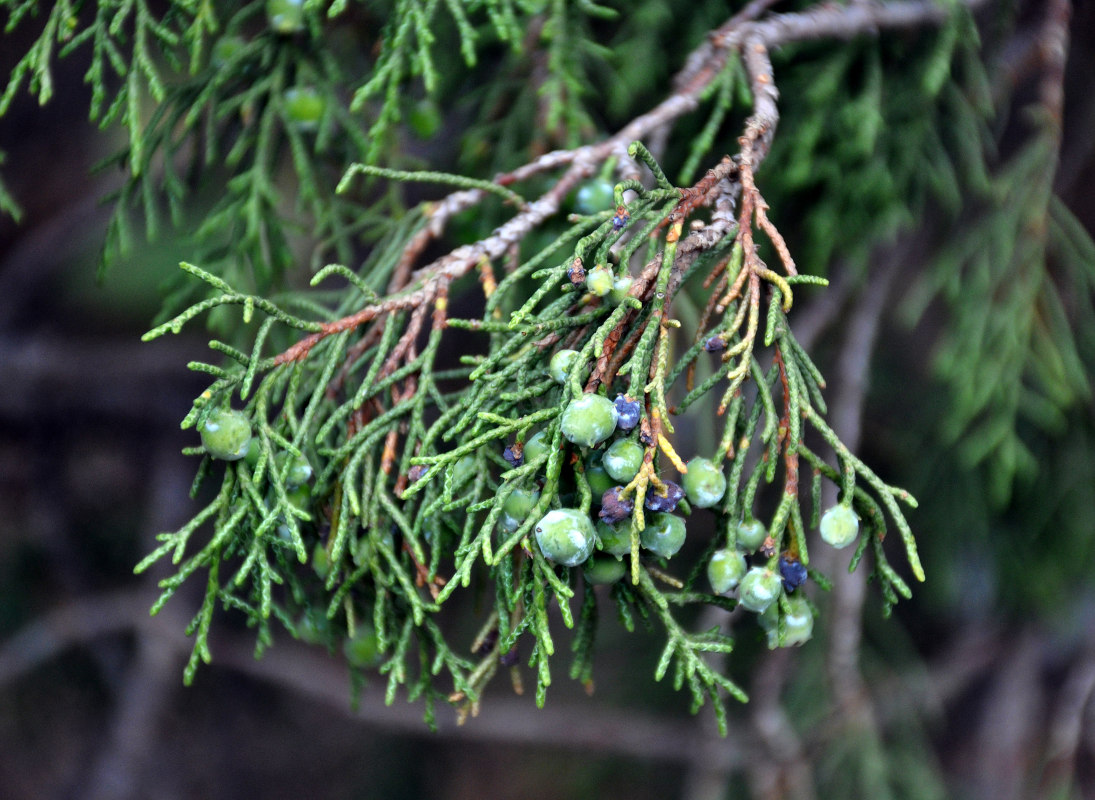 Изображение особи Juniperus seravschanica.