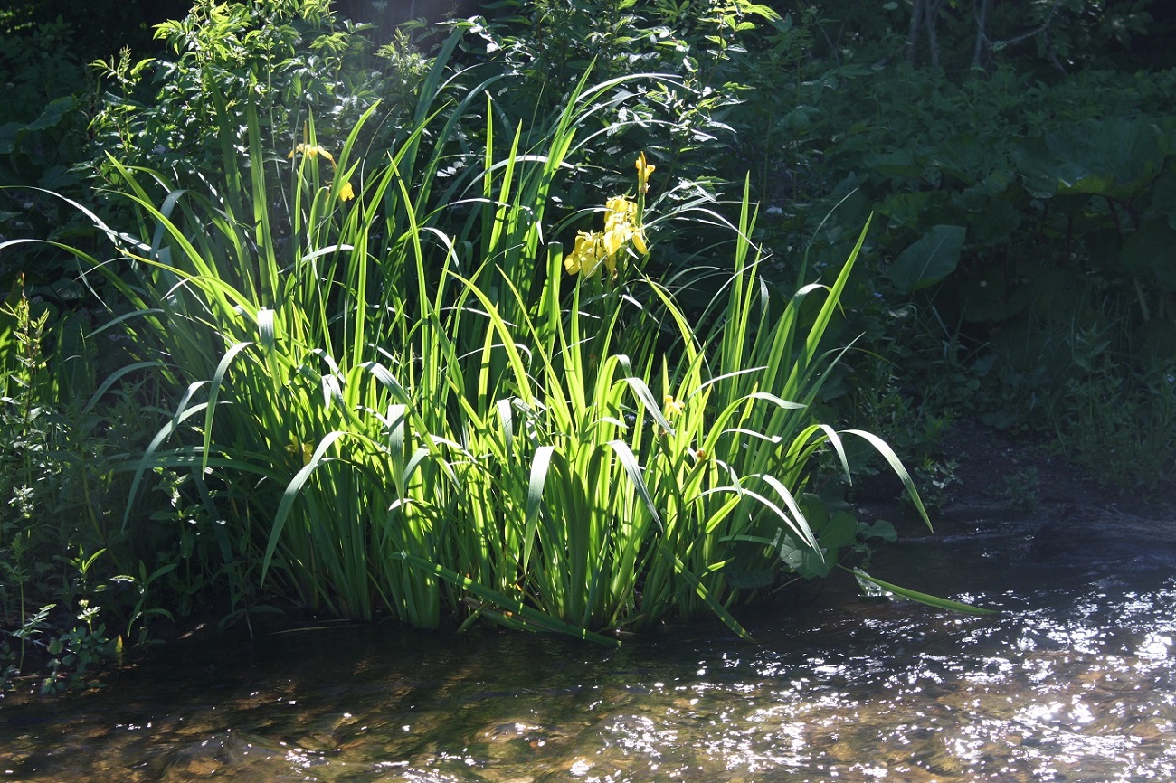 Image of Iris pseudacorus specimen.