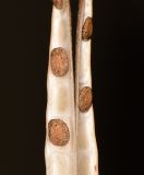 Vigna speciosa