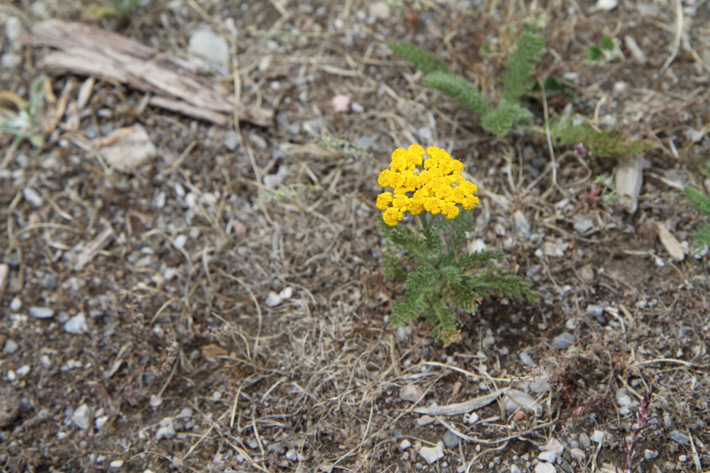 Image of Achillea arabica specimen.