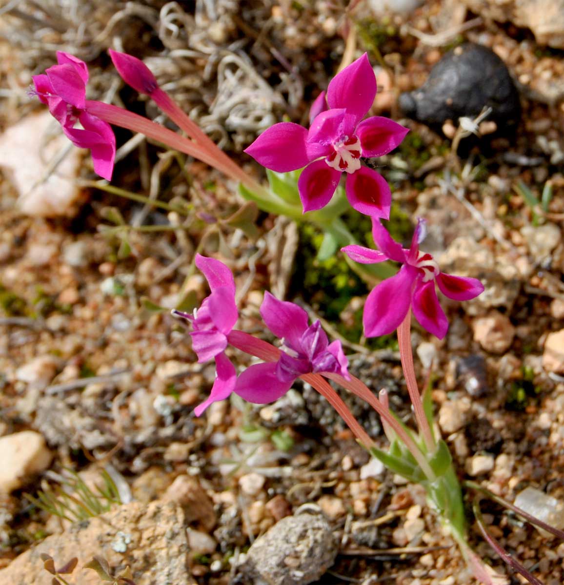 Изображение особи Lapeirousia silenoides.