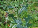 Lactuca serriola