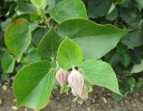 Hibiscus tiliaceus