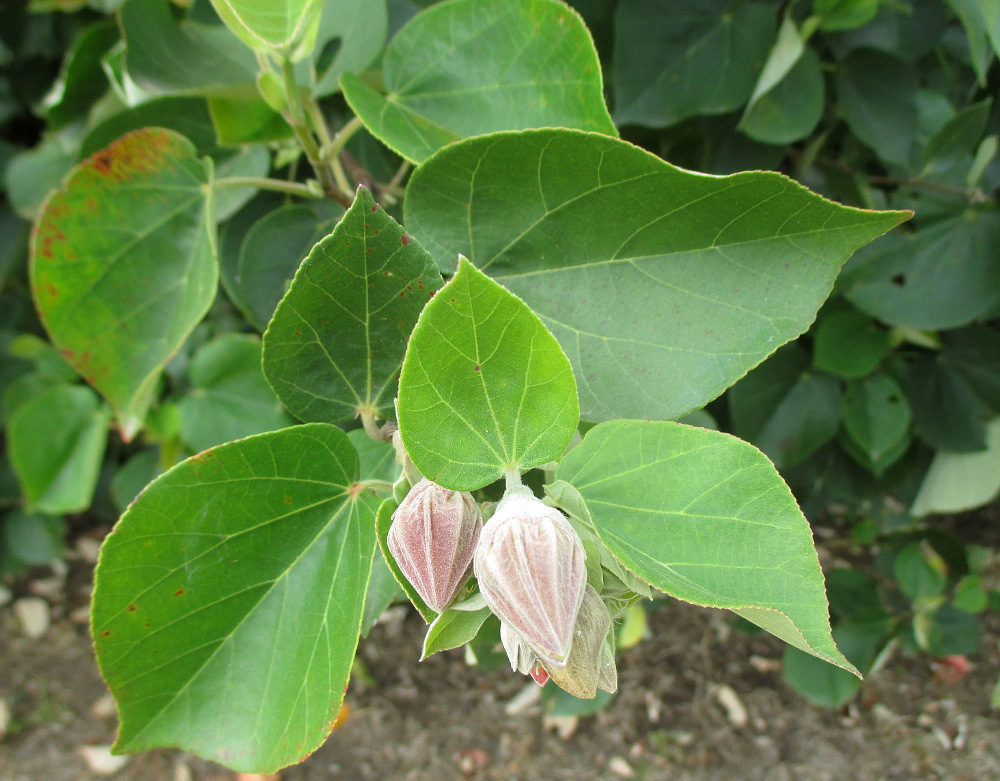 Image of Hibiscus tiliaceus specimen.