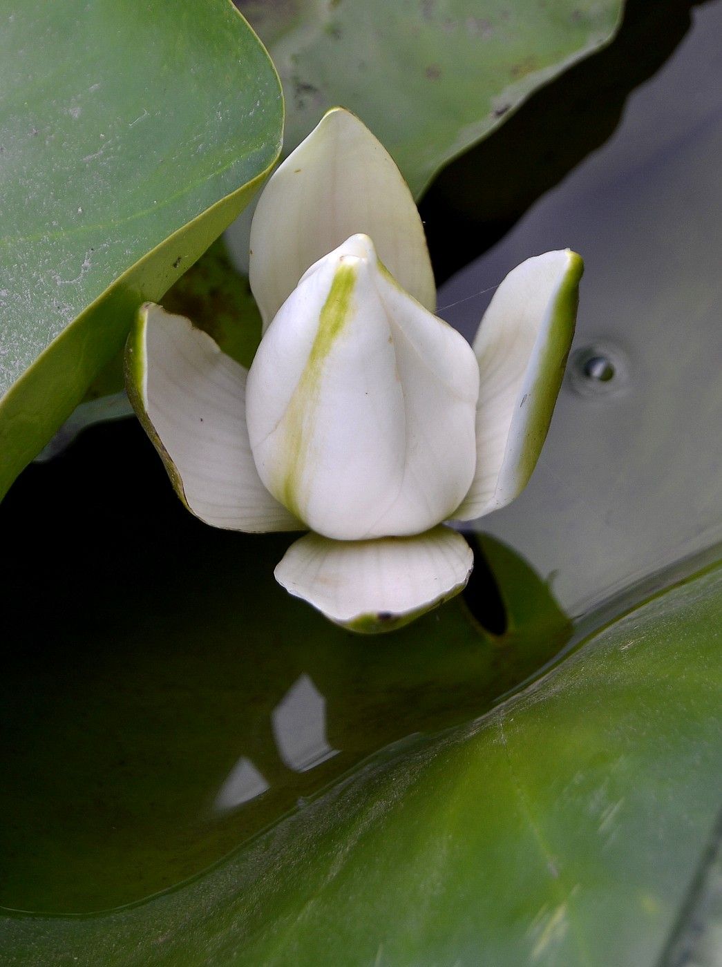 Image of Nymphaea alba specimen.