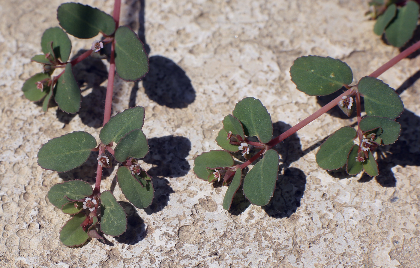 Image of Euphorbia chamaesyce specimen.