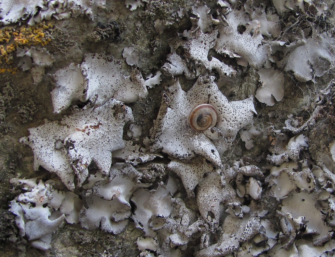 Image of Dermatocarpon miniatum specimen.