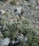 Artemisia altaiensis. Цветущее растение. Монголия, аймак Баян-Улгий, хребет Монгольский Алтай, хребет Тэшир-Хэрбэйн-Нуру, перевал Ачагардаг-Даба. 28.07.2008.