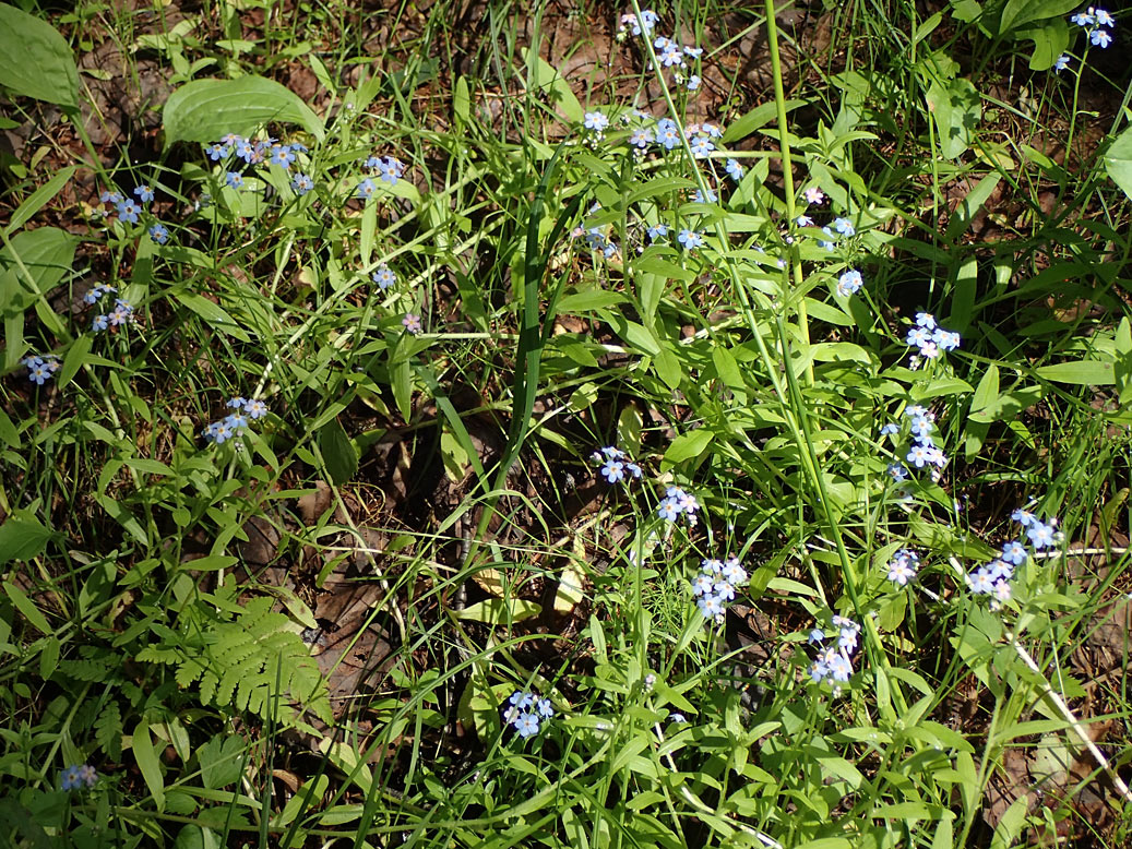 Изображение особи Myosotis palustris.