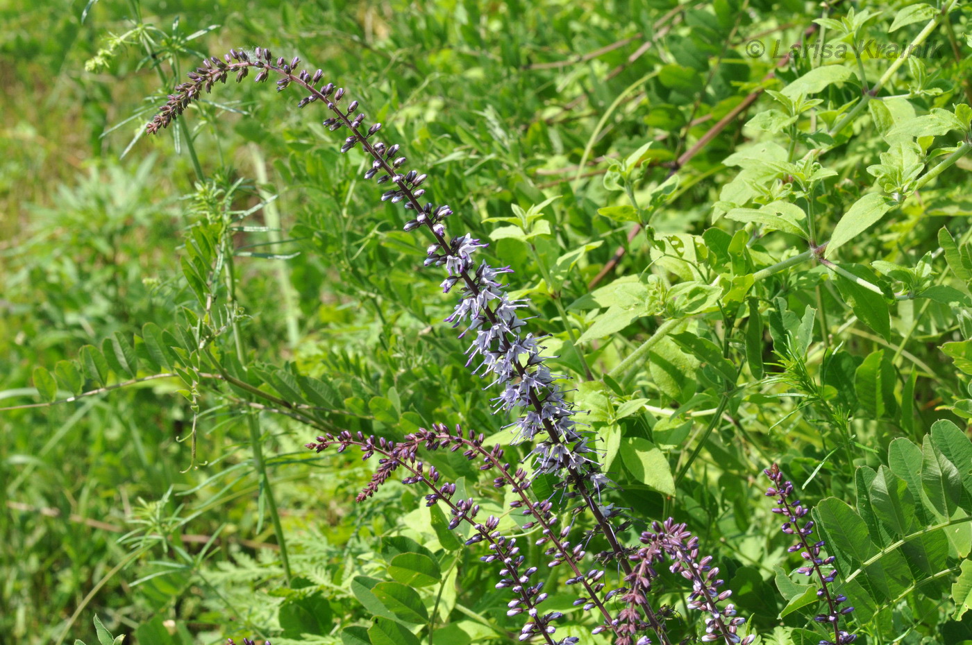 Image of Veronica daurica specimen.