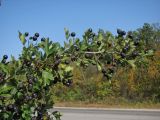 Crataegus pentagyna