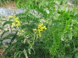 Sophora fraseri. Побеги с соцветиями. Австралия, г. Брисбен, ботанический сад. 25.09.2016.