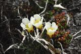Diapensia obovata. Цветущее растение. Чукотка, побережье бухты Провидения, кустарничково-лишайниковая тундра. 13.06.2014.