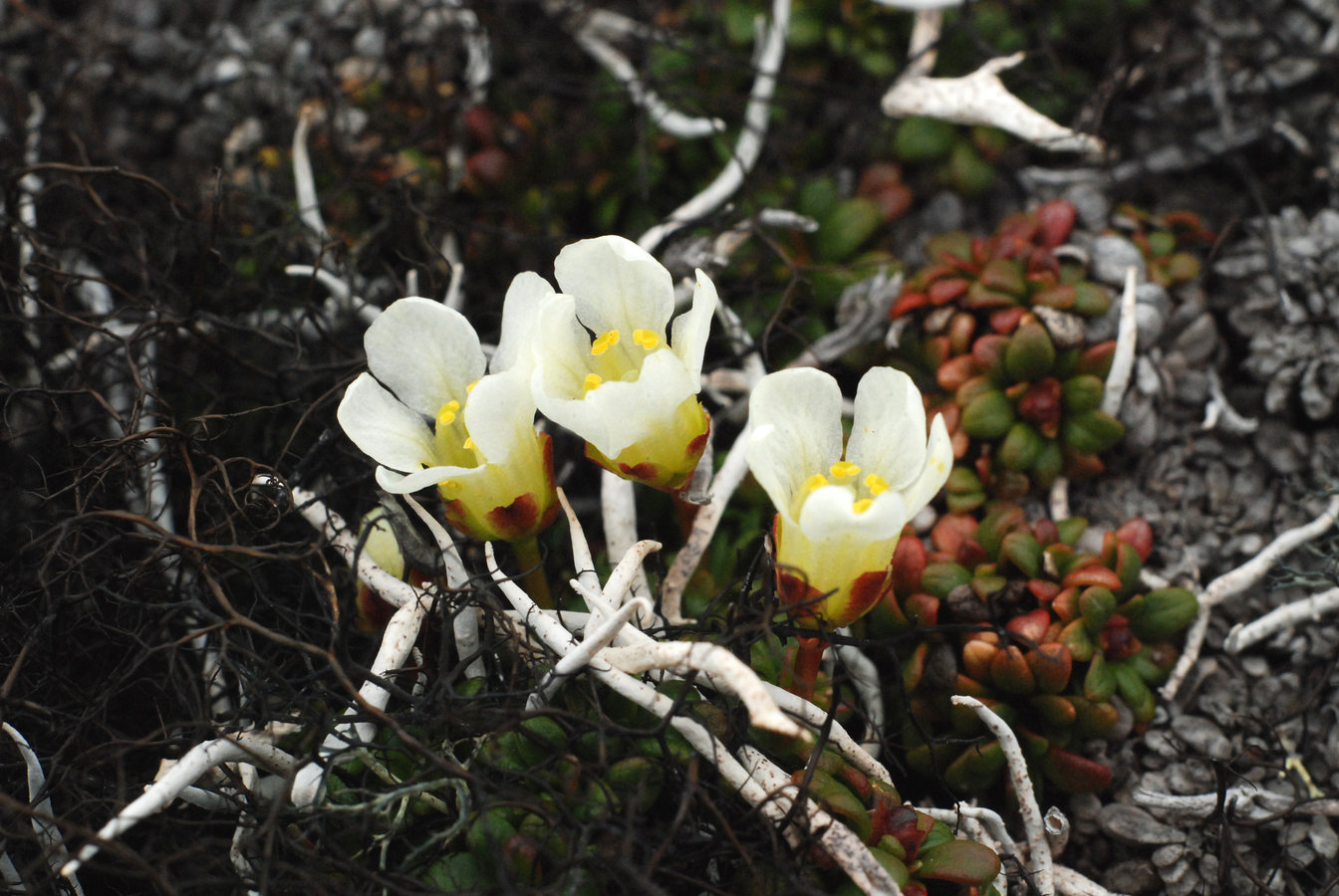 Image of Diapensia obovata specimen.