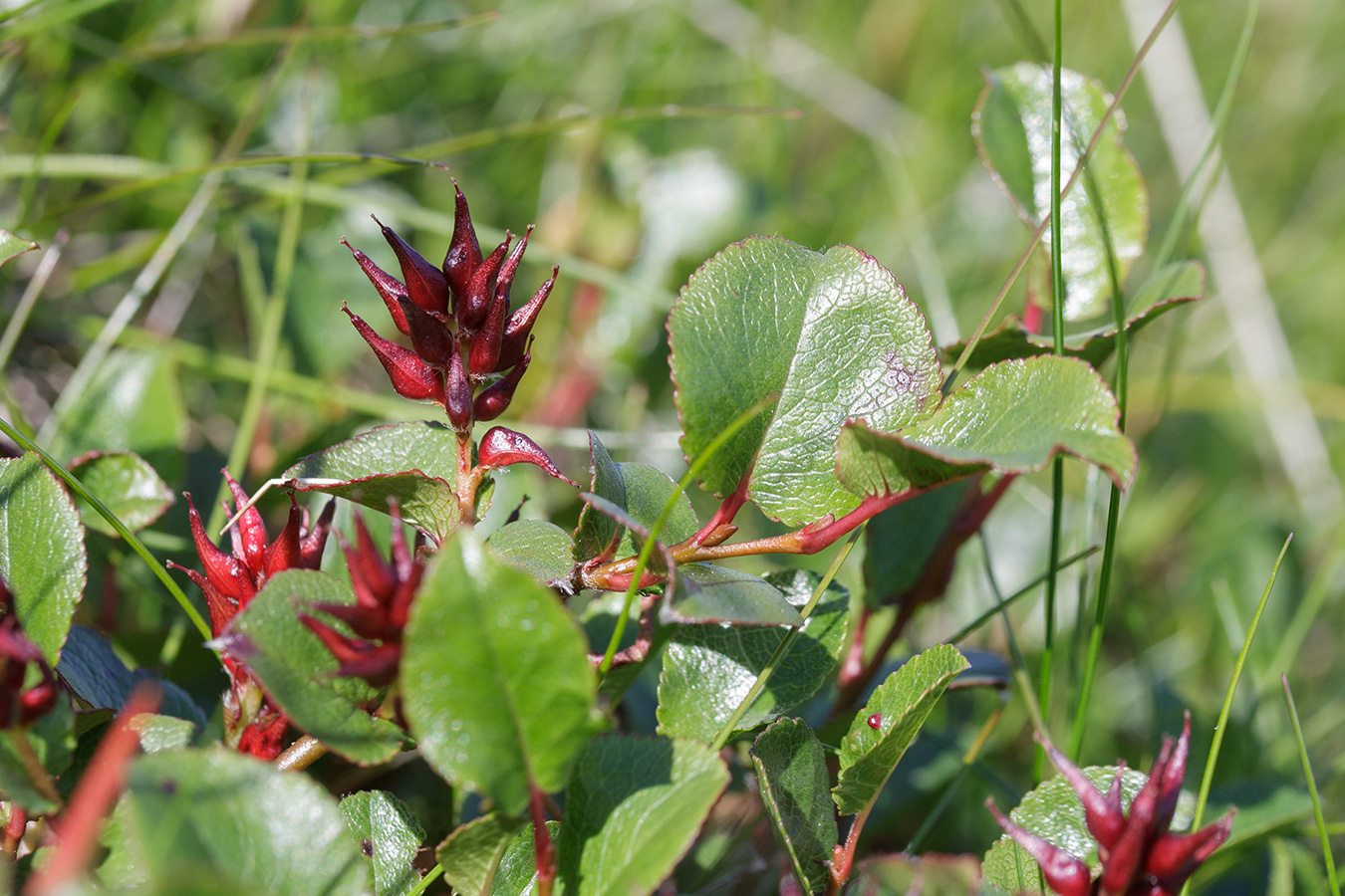 Изображение особи Salix herbacea.