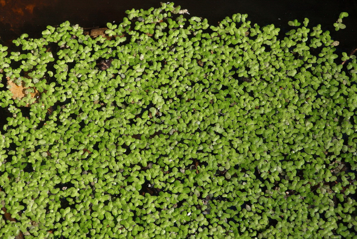 Image of Lemna minor specimen.