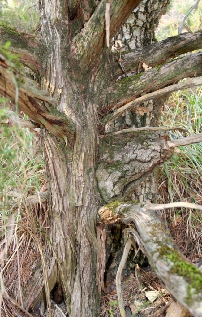 Image of Juniperus excelsa specimen.