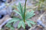 Aconitum talassicum