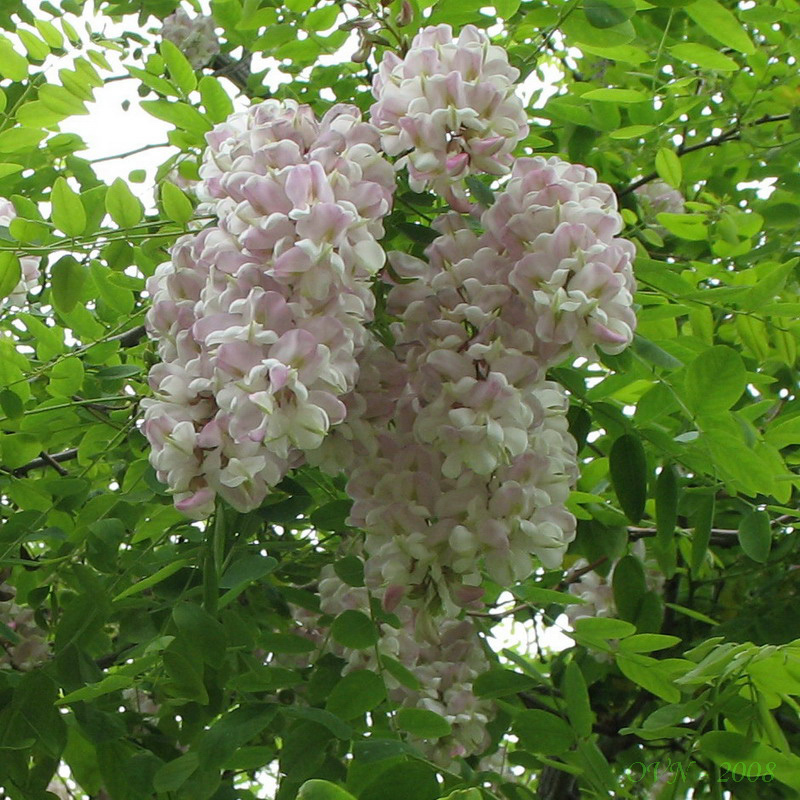 Image of Robinia luxurians specimen.